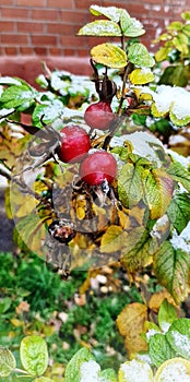 Bush roseship red walberis frosty first snow â„ Street winter